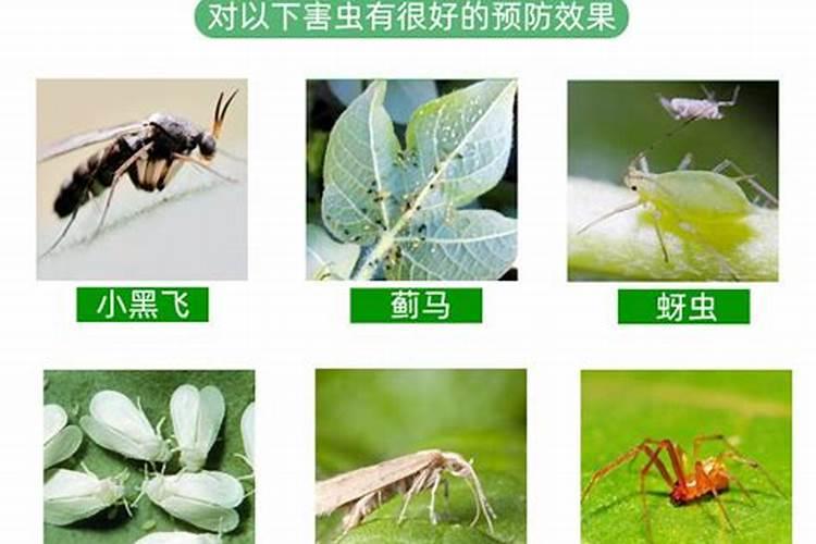 果树病虫害全年防治