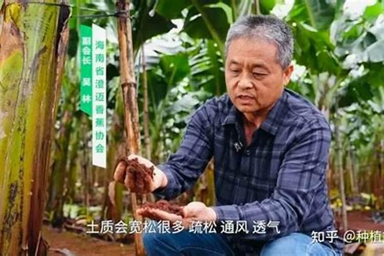 种香蕉施什么肥
