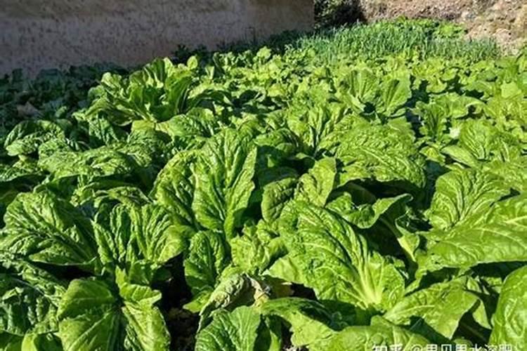 蔬菜怎样施用锌肥？