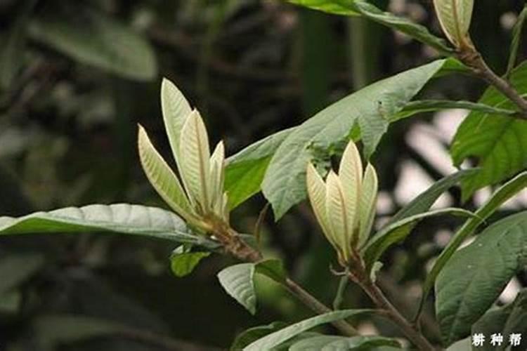 玉米啥时候打芸苔素？