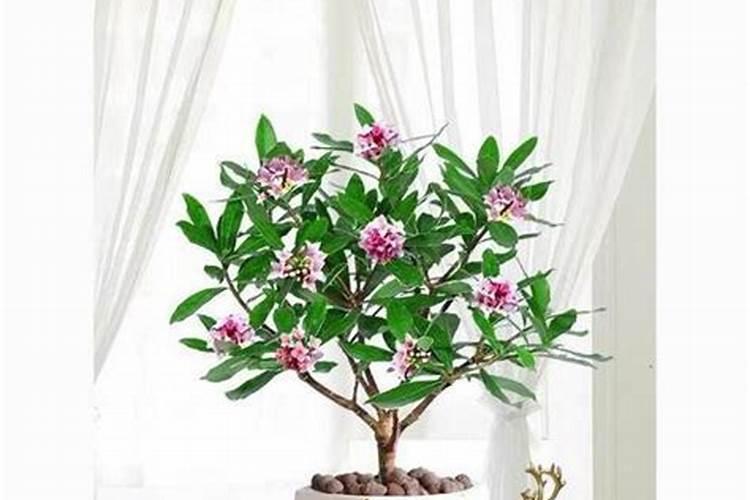 金边瑞香花后怎么养护 方法是什么