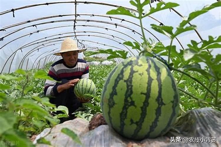 种植西瓜用什么肥料