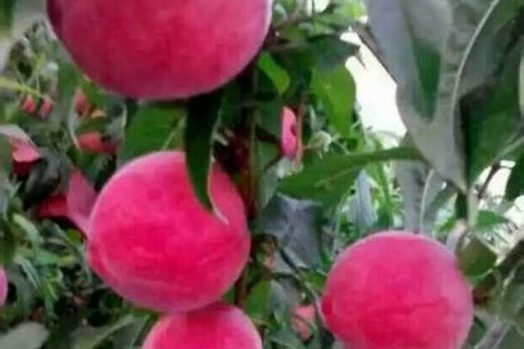 大棚油桃种植技术是什么
