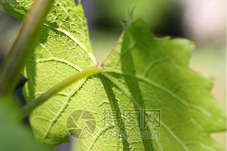 葡萄树最佳的施肥时间 葡萄树什么时候施肥好