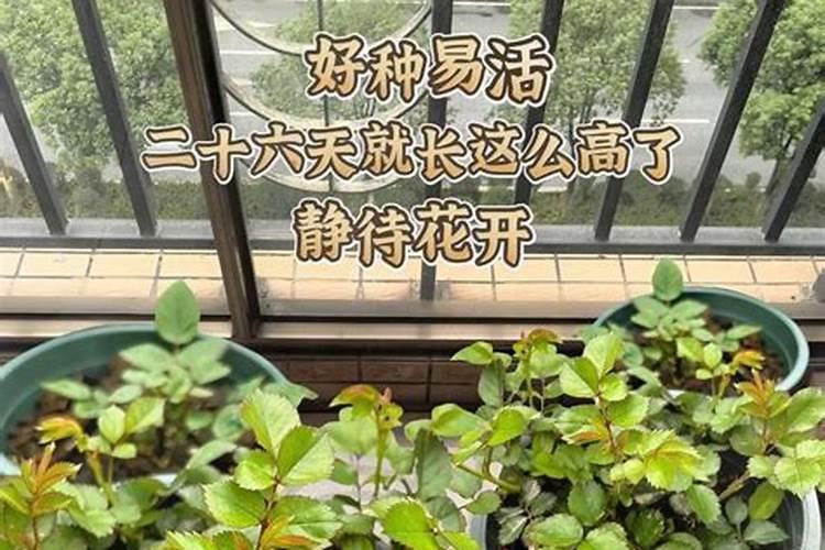 家里用什么做硼肥
