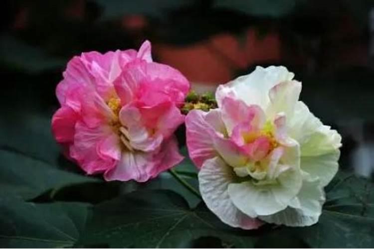 木芙蓉养殖方法