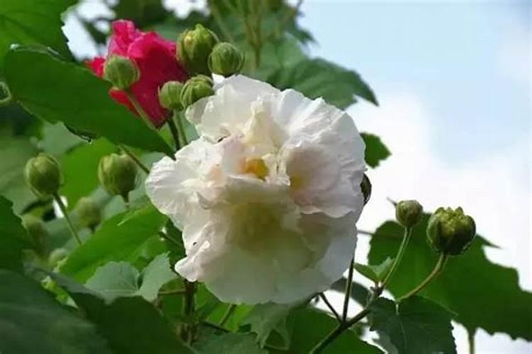木芙蓉移栽的方法