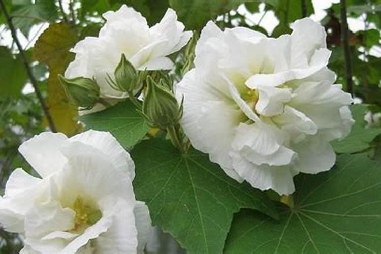 阳台如何养木芙蓉,需要注意什么