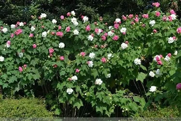 木芙蓉花的养殖方法和注意事项 木芙蓉花正确养护
