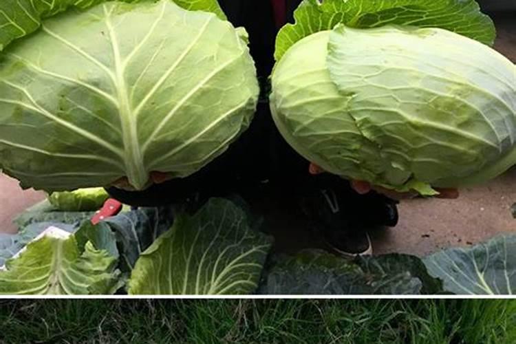 甘蓝菜的施肥方法