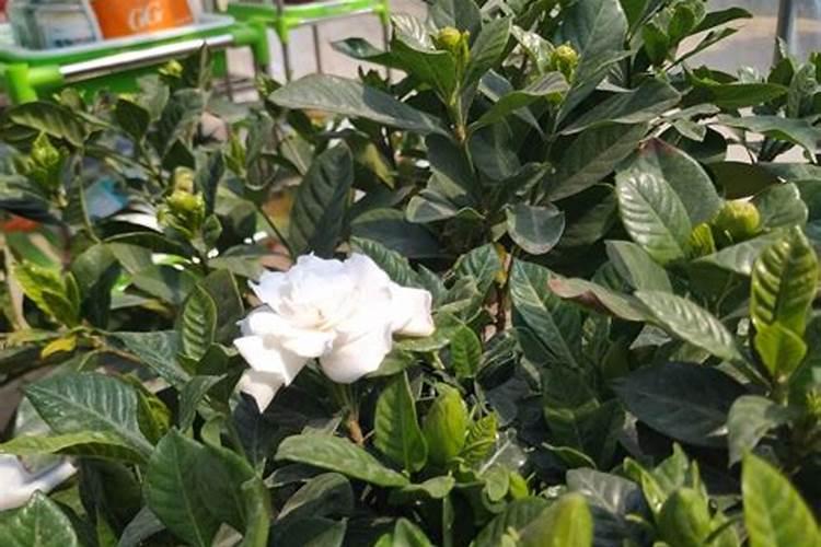 尿素可以用来给栀子花施肥吗