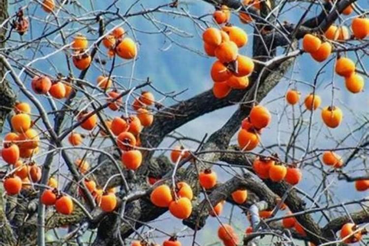 怎么防止柿子树落花落果
