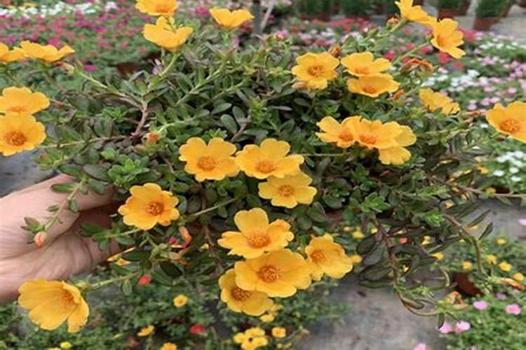 太阳花施什么肥才能花大叶盛？