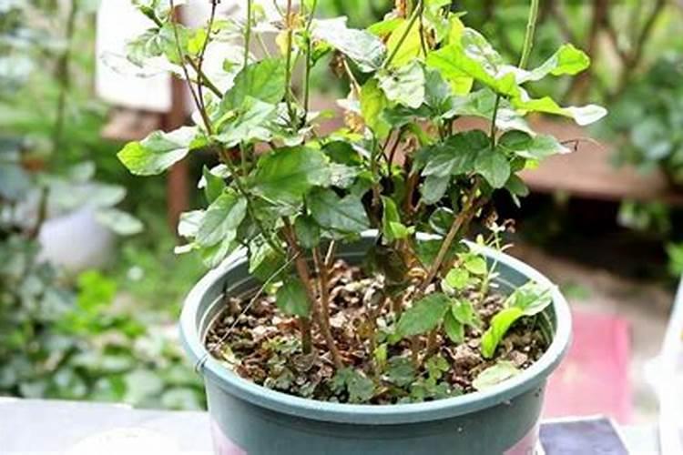 茉莉花可以用磷酸二氢钾吗