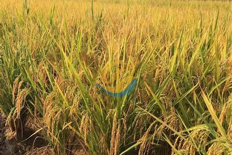 硅肥是什么肥料？硅肥有什么作用？种植农作物如何施用硅肥？