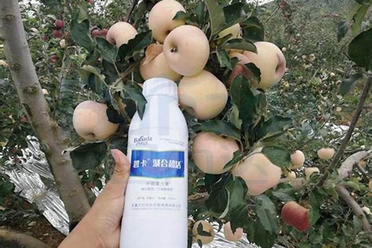 苹果树施肥的方法