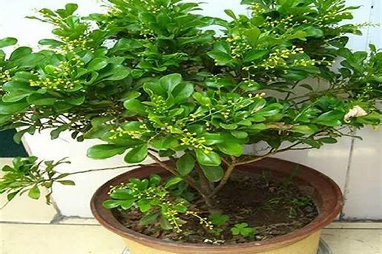 米兰花用什么肥料好