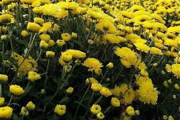 金丝皇菊冬天浇水吗？