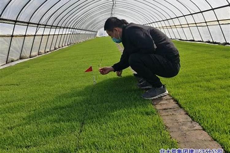 三七高产栽培注意什么 三七养殖方法总结