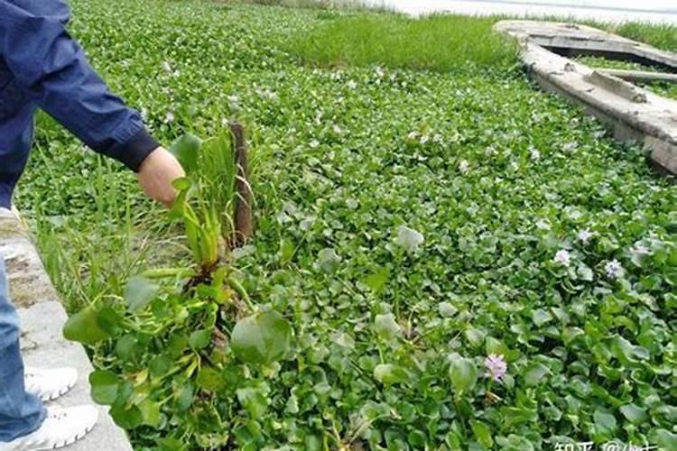 盆栽葫芦不开花怎么办 盆栽葫芦不开花的原因及解决方法