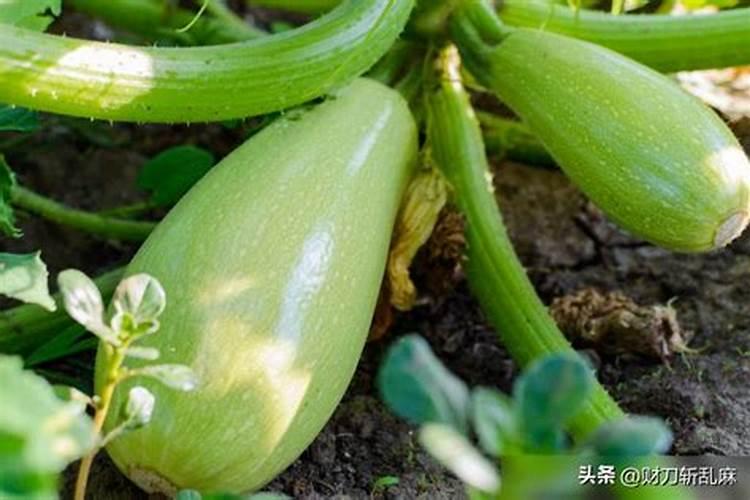 盆栽葫芦不开花怎么办 盆栽葫芦不开花的原因及解决方法