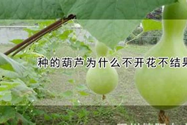 盆栽葫芦不开花怎么办 盆栽葫芦不开花的原因及解决方法