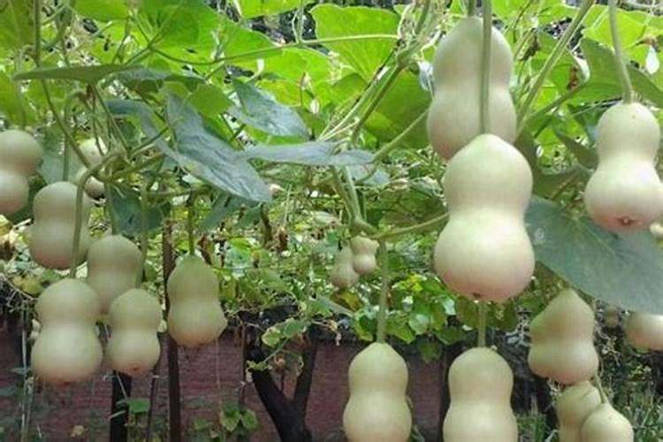 西葫芦不长,是什么原因？