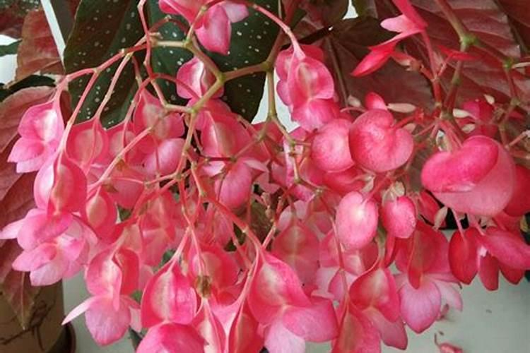 竹节海棠施什么肥最好