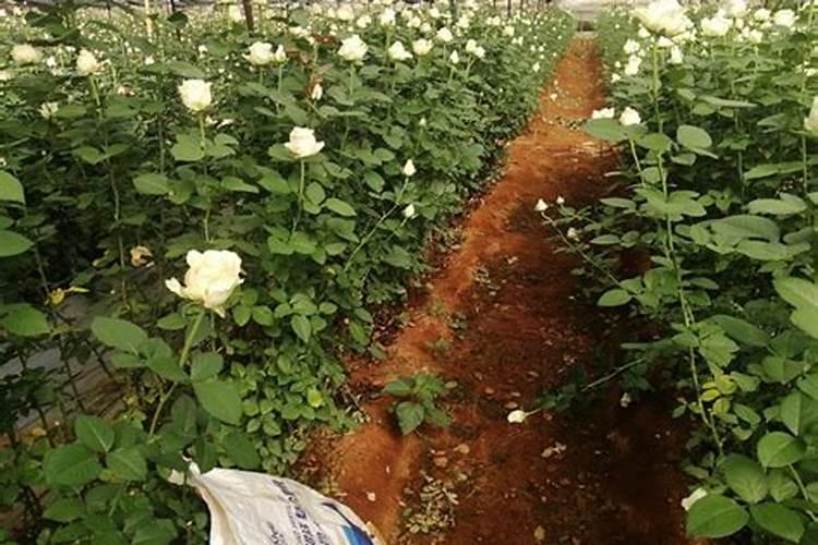 烟台宝林果都肥业有限公司怎么样？