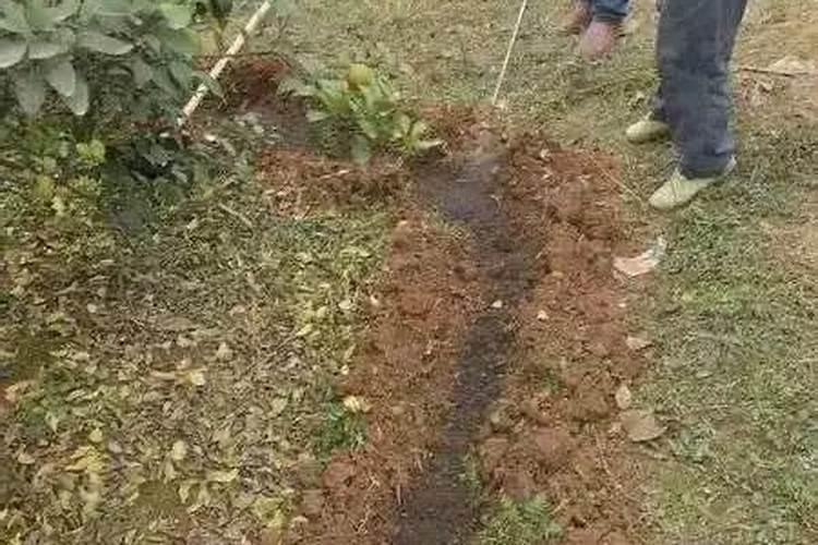 棉花怎么使用叶面肥 棉花施肥方法介绍