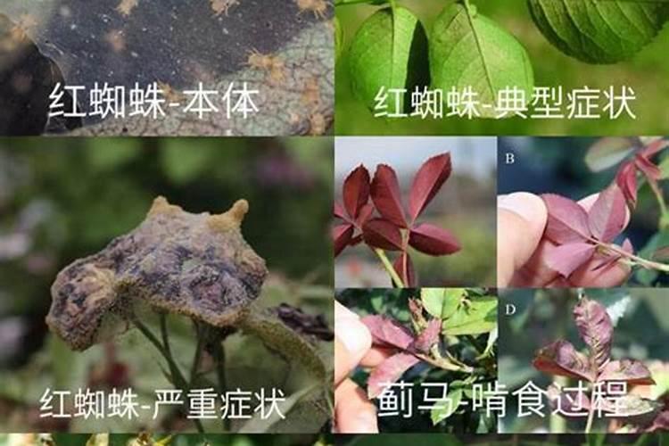 糖化硼肥片真能防虫吗