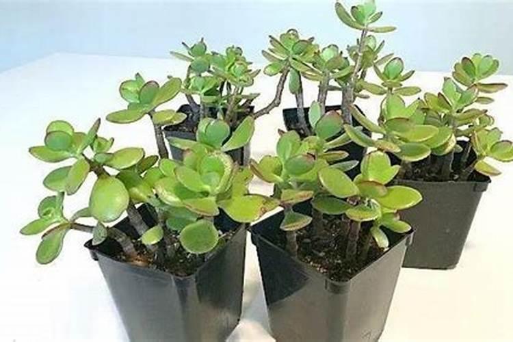 多肉植物用什么肥料比较好
