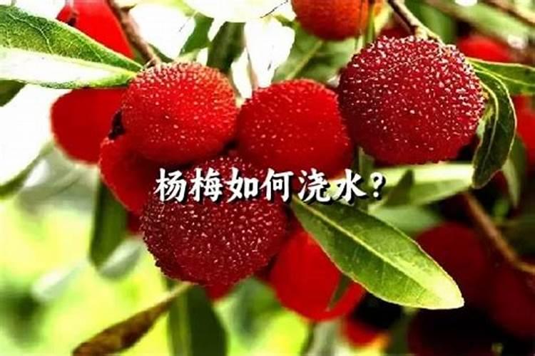 水杨梅生桩可以水培吗