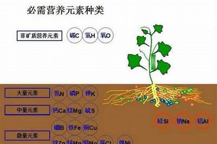 磷肥过量对柑橘的影响