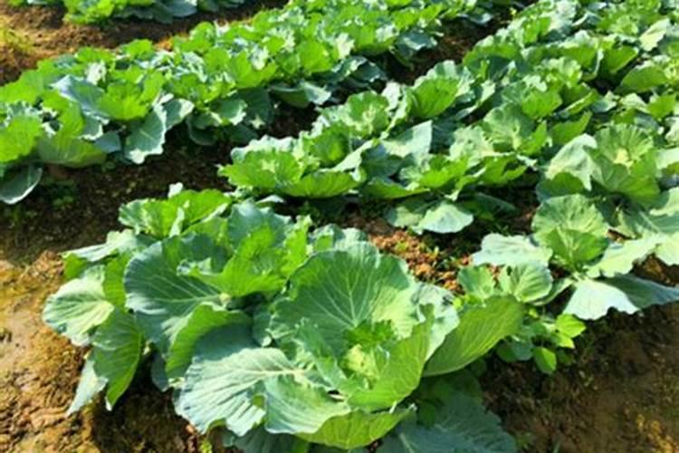 菜心高产施肥要点 菜心怎么养殖好