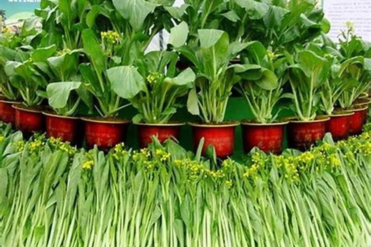 红色菜心种植方法是什么？