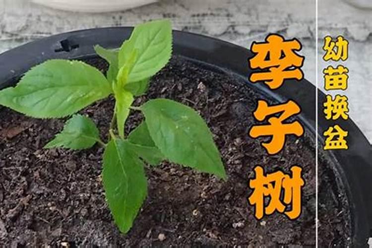 李子怎样保花保果