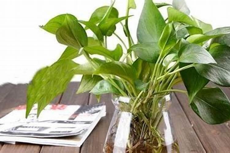 植物的磷素过多会出现哪些症状？