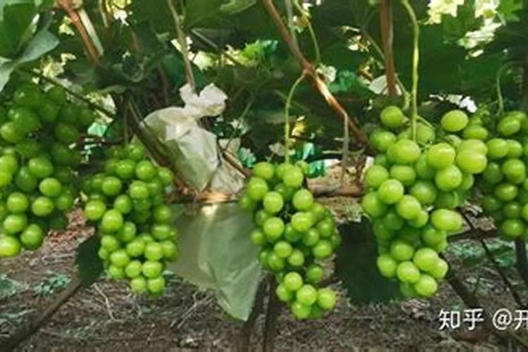 水溶肥的配方和制作方法