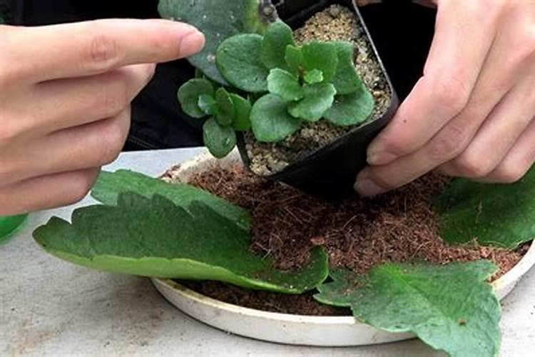 家里种植的蔬菜土壤板结、根系发育不好,应该怎么办？
