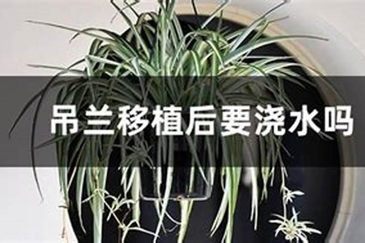 吊兰移栽多久施肥 吊兰移栽后何时需要施肥