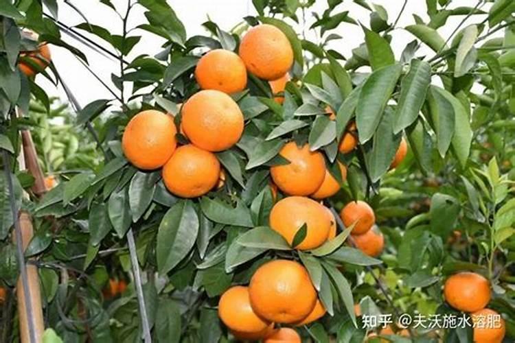 大量元素水溶肥的正确使用方法