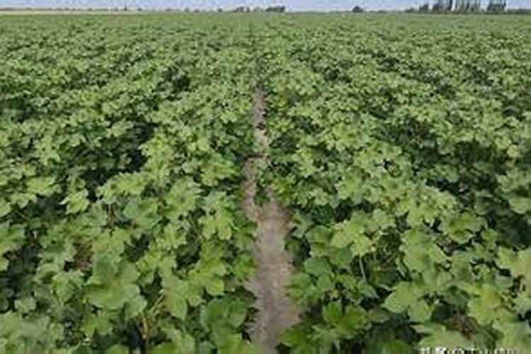 冬季施肥最晚不能超过多长时间呢