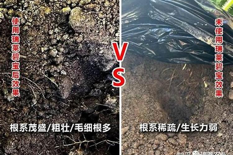 大雨过后怎样进行果树叶面喷肥