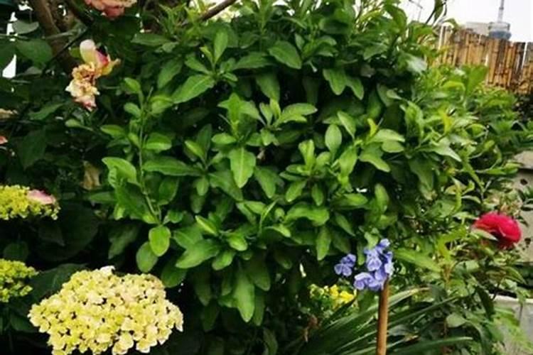 花儿为什么需要花肥