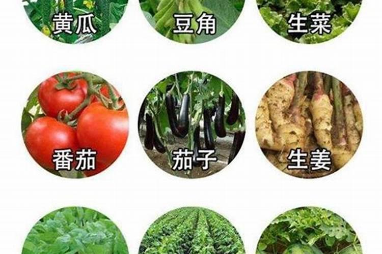 玉米的“坐水种”和“蒙头水”是怎么定义的？