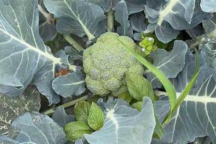 芸苔素可以解药害吗