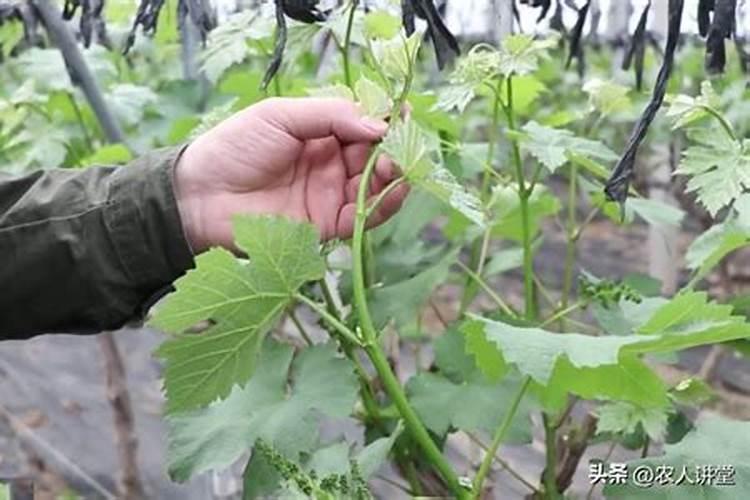 夏黑葡萄开花前期施啥肥最好