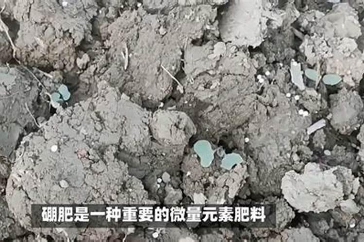 如何施用硼肥