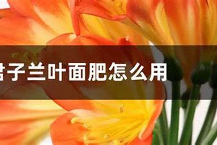 兰花有了花苞才要春化吗？